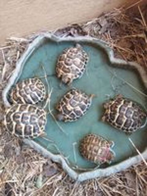   TORTUE DE TERRE GREECA 