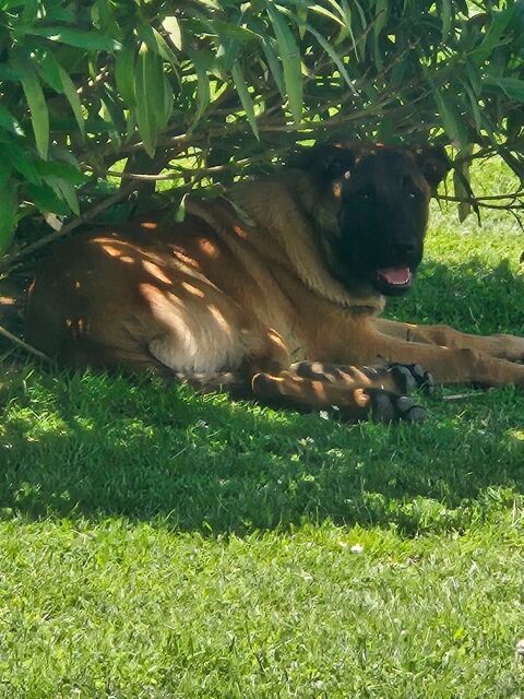 1 M&acirc;le Berger Belge Malinois 600 49630 Mazé