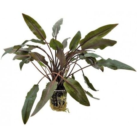 Plante d'aquarium 44330 Mouzillon