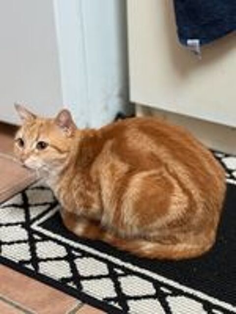   Cookie,3 ans,cherche un bon foyer  