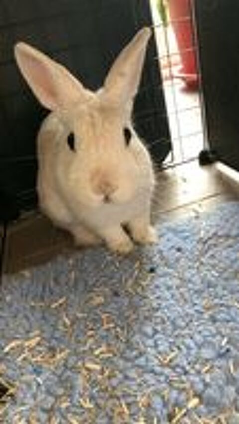   Caiuspupus, lapin nain à adopter 