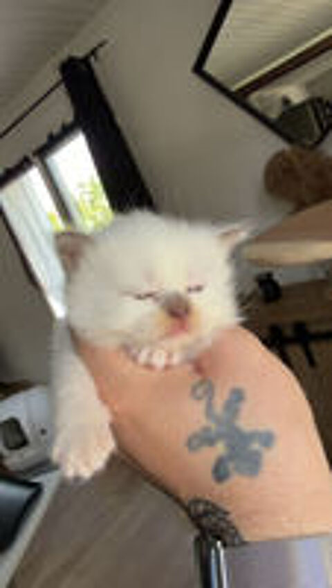  chatons disponible a la reservation 
