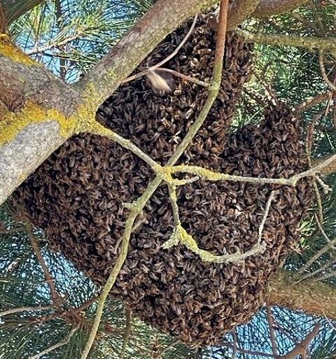 Abeilles/apiculture 0 72270 Arthez