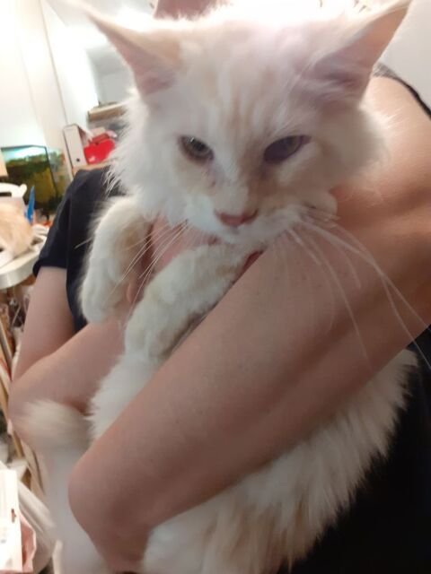 Magnifique Maine Coon junior pure race enti&egrave;rement vaccin&eacute; 550 91160 Longjumeau