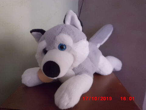 CHIEN DES NEIGE PACO DIFFUSION 16 Oignies (62)