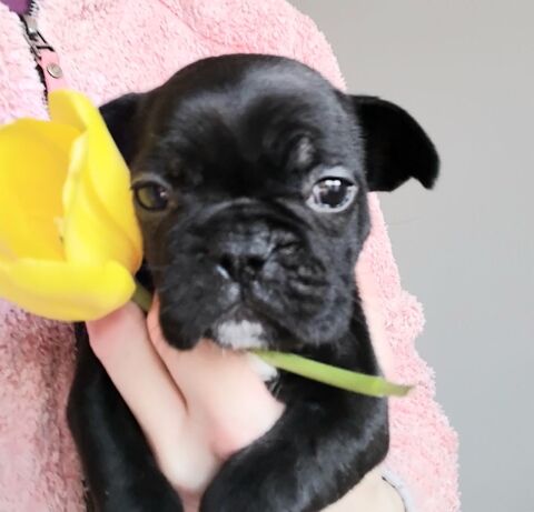 Bouledogue francais  750 37350 Barrou