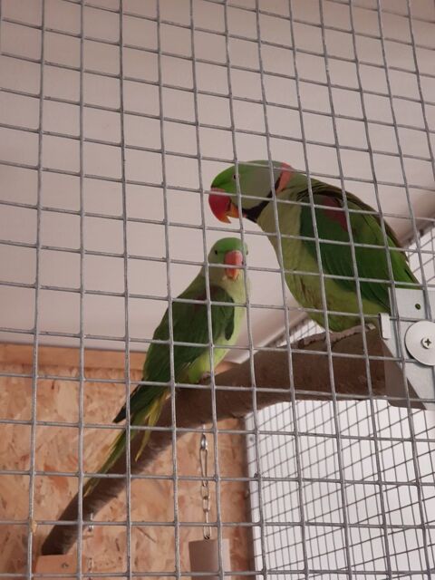 Couple de grand Alexandre 700 42590 Neulise
