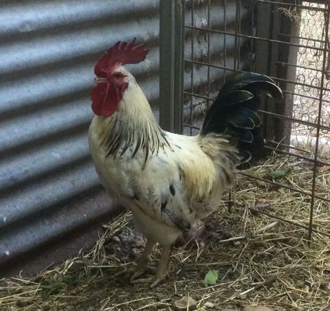 Magnifique coq de ferme 25 26700 La garde-adhmar
