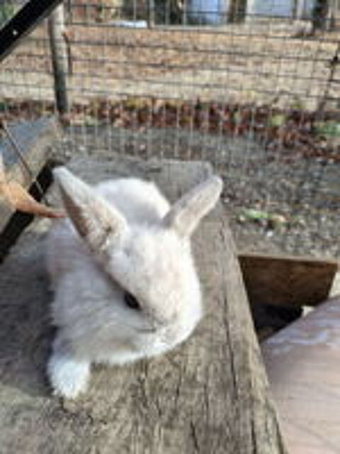   Lapin nain bélier  