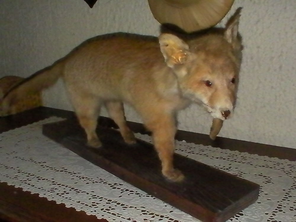 Achetez animaux empaillés a occasion, annonce vente à Roujan (34) WB155741343