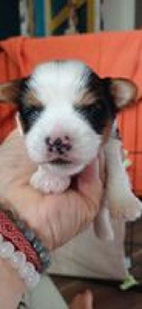   Mles yorkshire biewer 