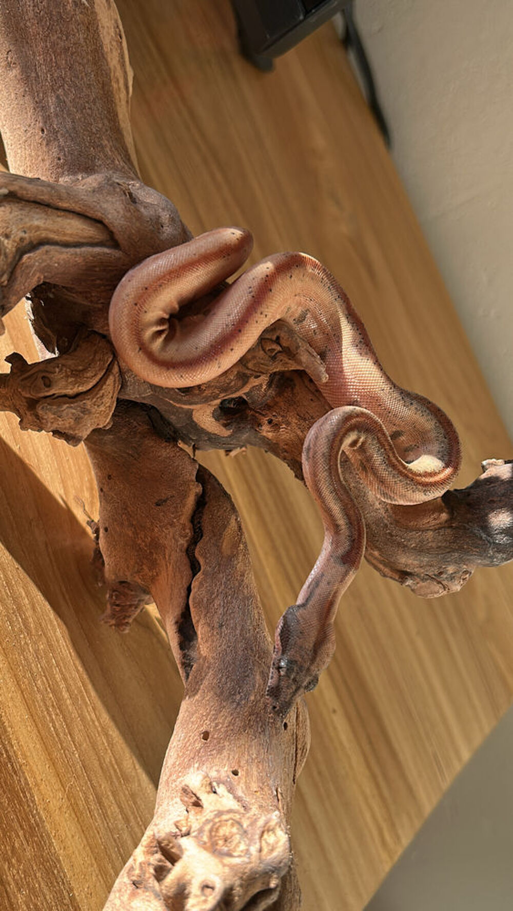   Serpent 
