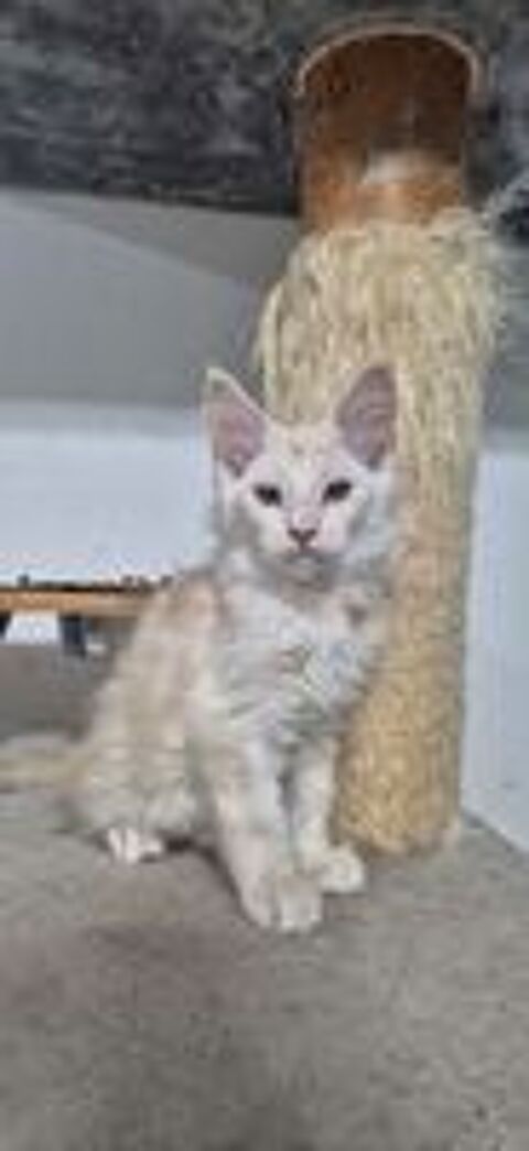    1 femelle et 1 mâle maine coon disponible  