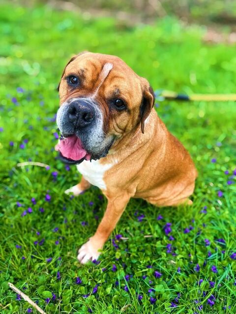 NERON, type cane corso 10 ans (SAUVETAGE) 0 81200 Aussillon