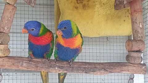 Loriquet de Swainson 240 40700 Hagetmau