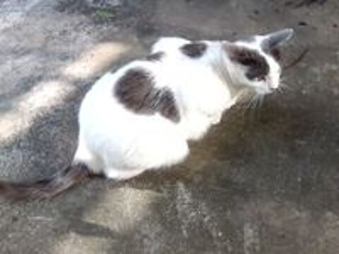   PERDU CHATTE GRISE ET BLANCHE 