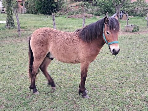 Poney 1 an 800 71110 Artaix