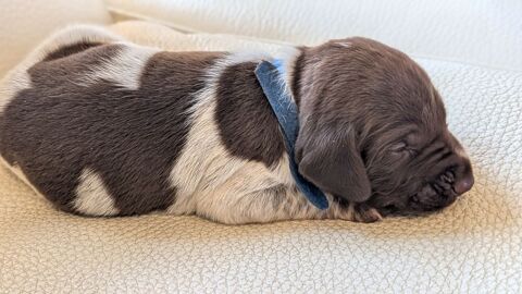 chiots Braque Allemand 800 59114 Steenvoorde