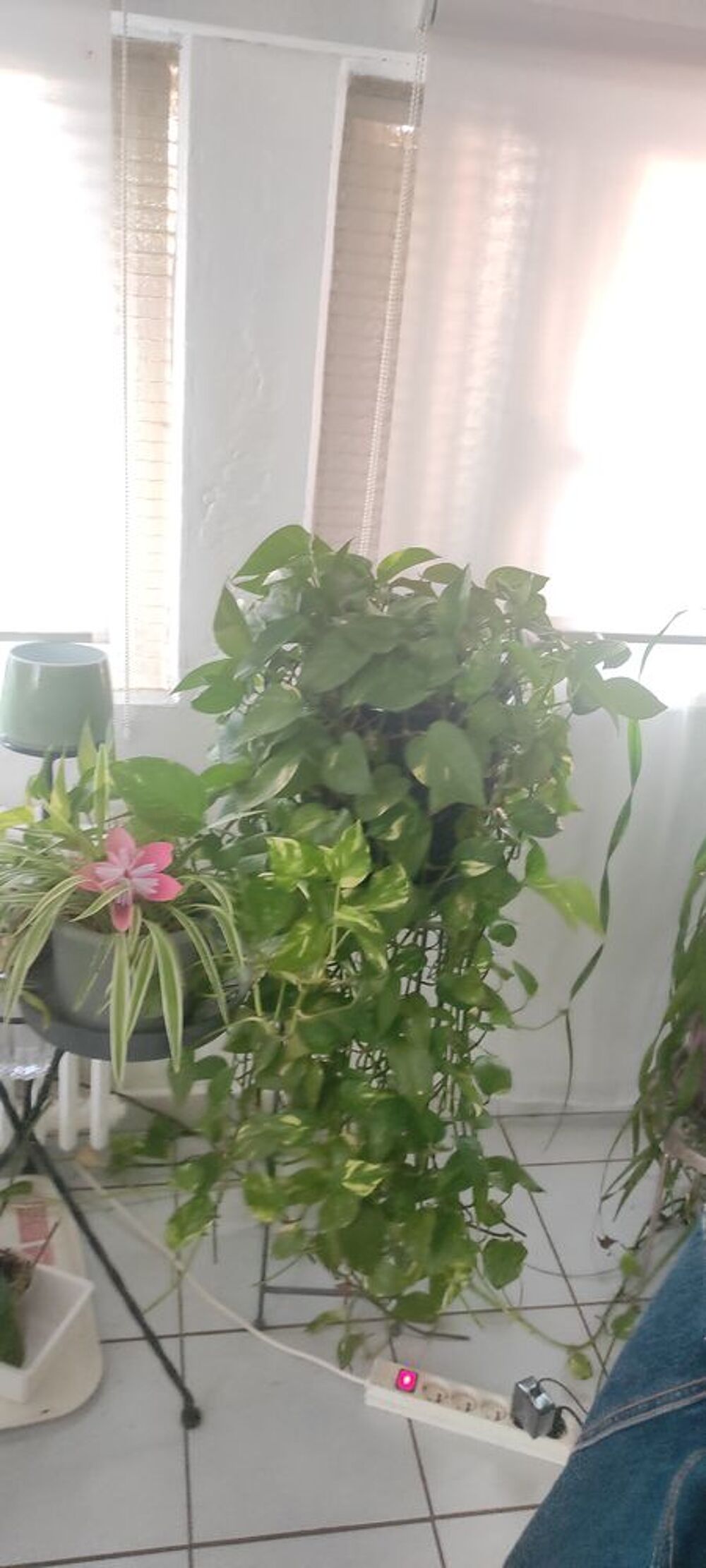 plantes int&eacute;rieures et ext&eacute;rieures + aquarium Jardin