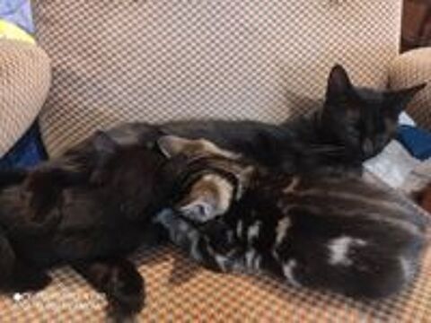   Petite chatte noire  