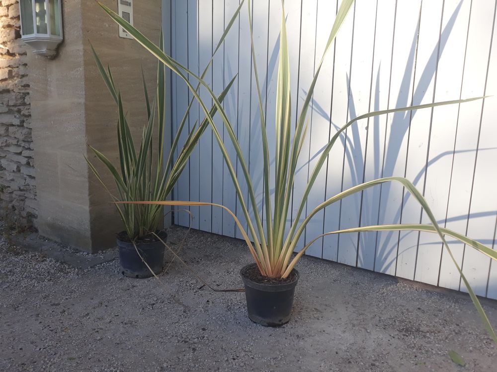 Phormium Panach&eacute; ou Pourpre 'Lin de Nouvelle-Z&eacute;lande ??? Jardin