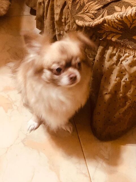 SCARLETT  actuellement au refuge en egypte 0 75018 Paris