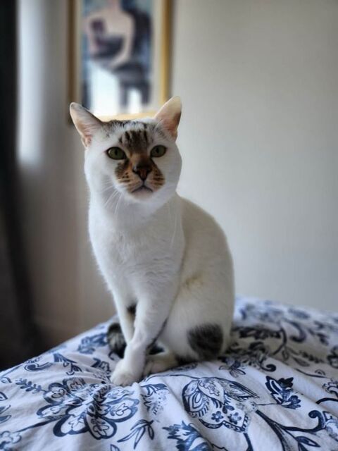 Minouchi un chat calme tout en douceu 180 75014 Paris