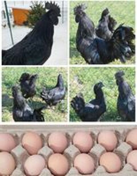   Oeufs fécondés AYAM CEMANI 
