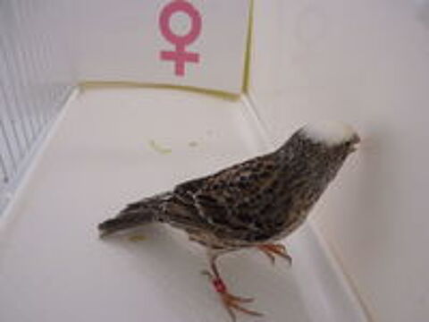   Femelle canari portugais grise - 2024 
