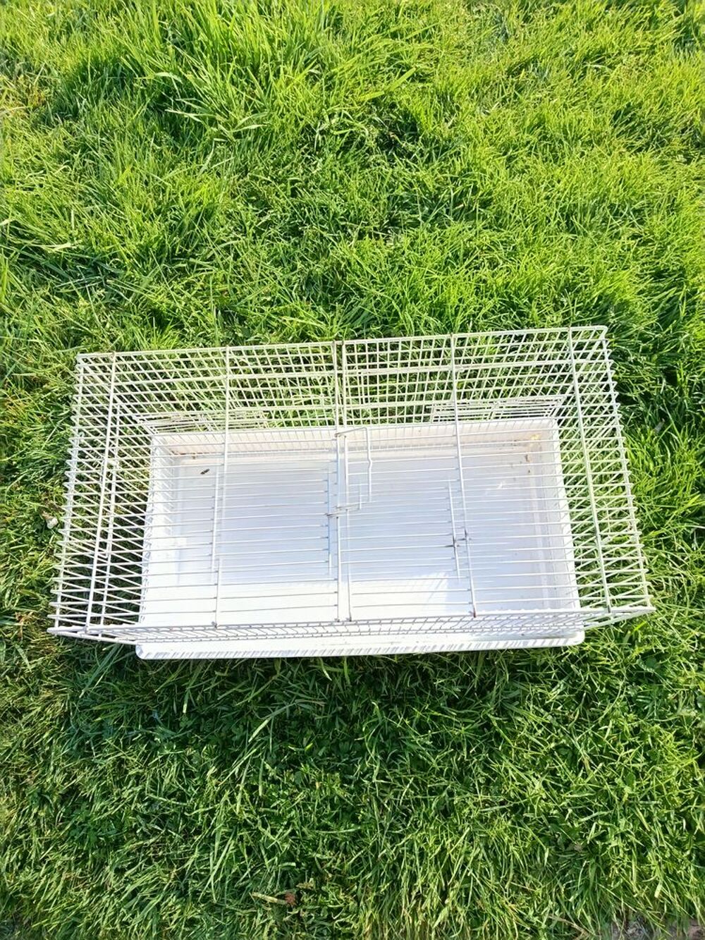  Cage  