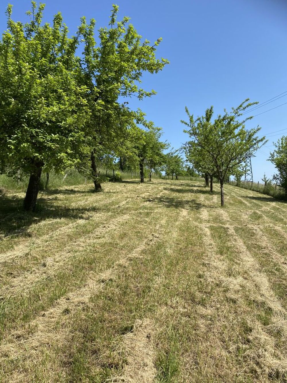 Vente Terrain d'un verger à BAR LE DUC Bar-le-duc