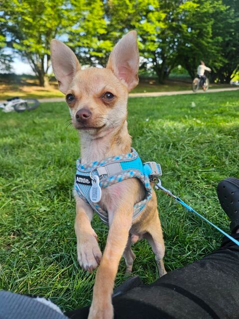 Chiot Chihuahua 0 92700 Colombes