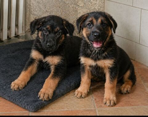 Chiots berger allemand 599 27210 Fort-moville
