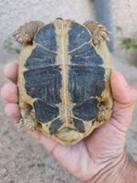   Tortue mâle  