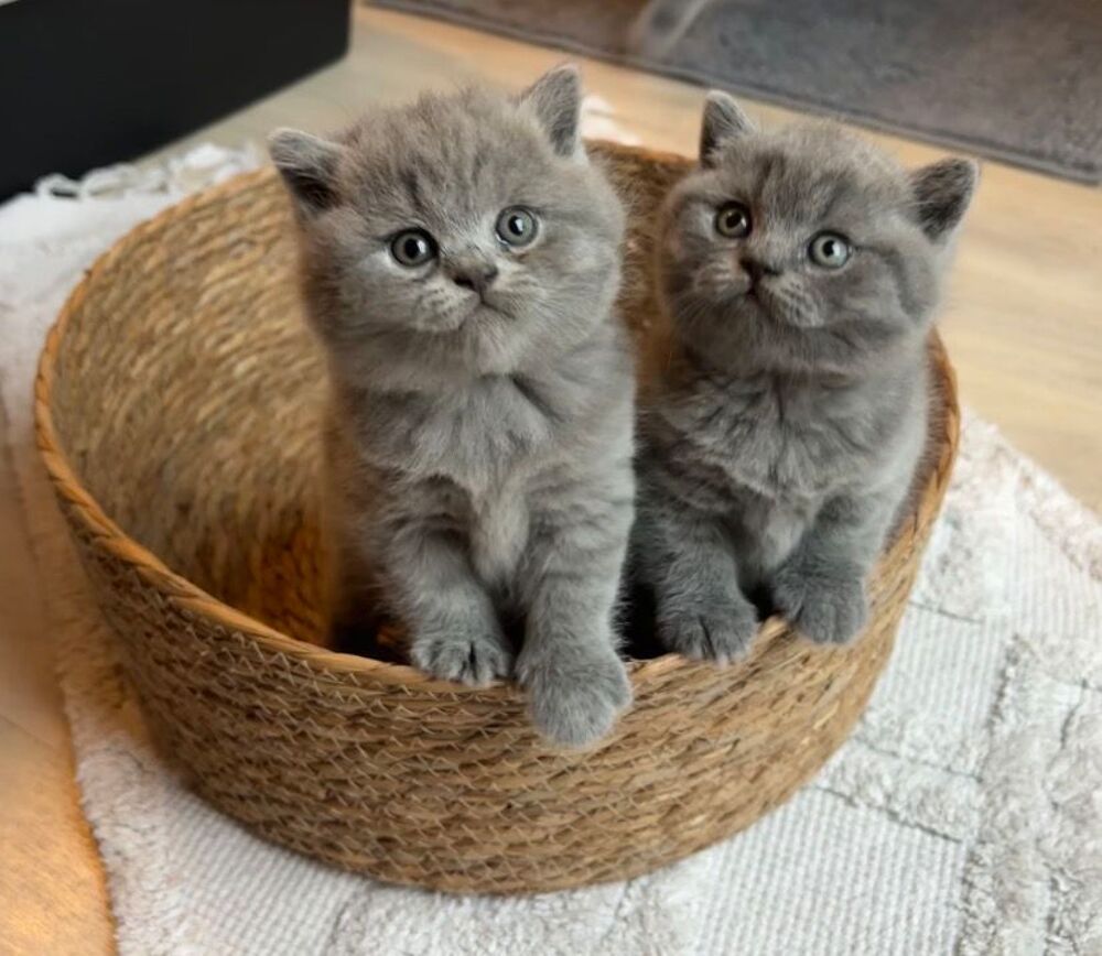    Deux magnifiques femelles British Shorthair bleu à la ré 