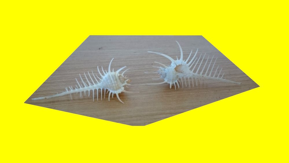 2 coquillage peigne de venus MUREX PECTEN 70 mm . 