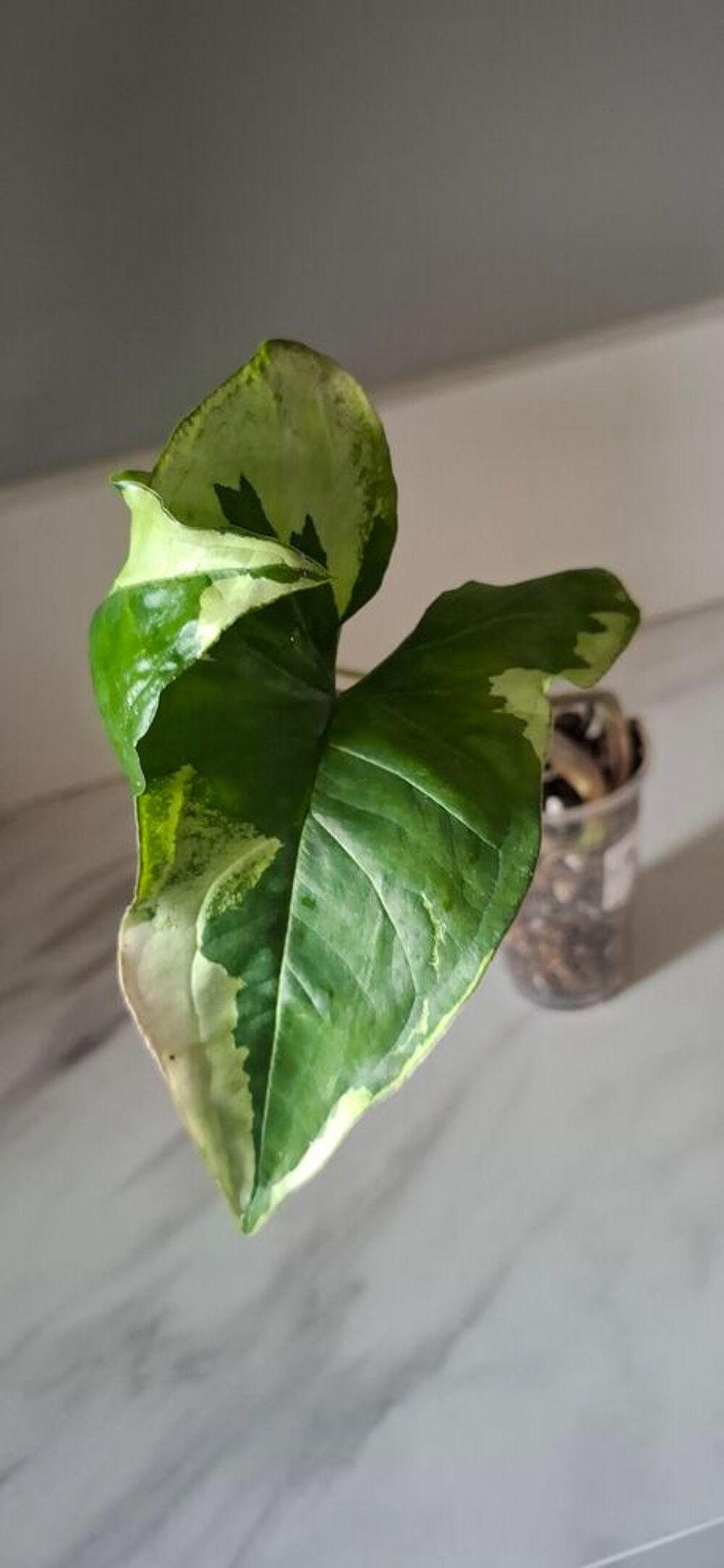 syngonium three king Décoration