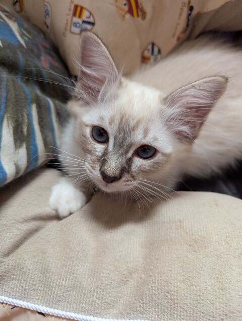 de chatons sacrés de Birmanie 1200 34440 Colombiers