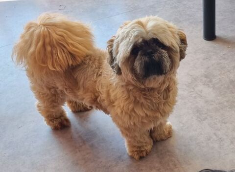A placer shih tzu m&acirc;le adulte 700 17000 La rochelle