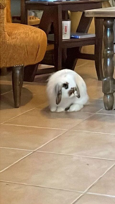 Lapin B&eacute;lier 10 26150 Die