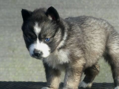 Chiots husky sib&eacute;rien  850 91650 Breuillet