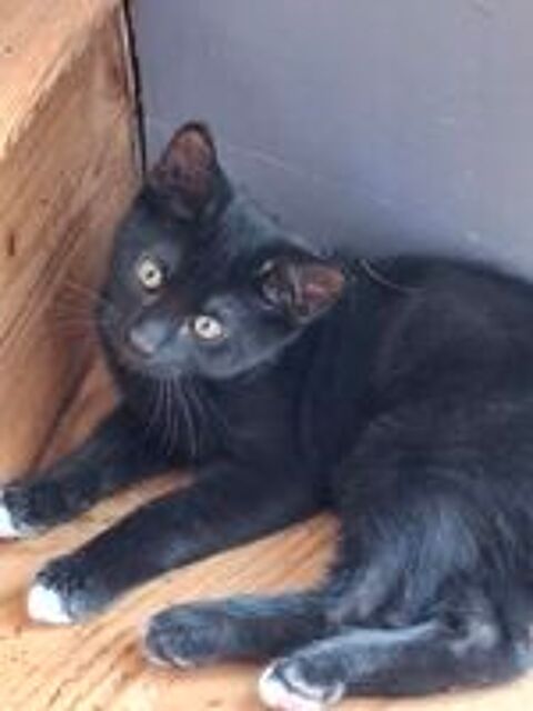   Chatons noirs 