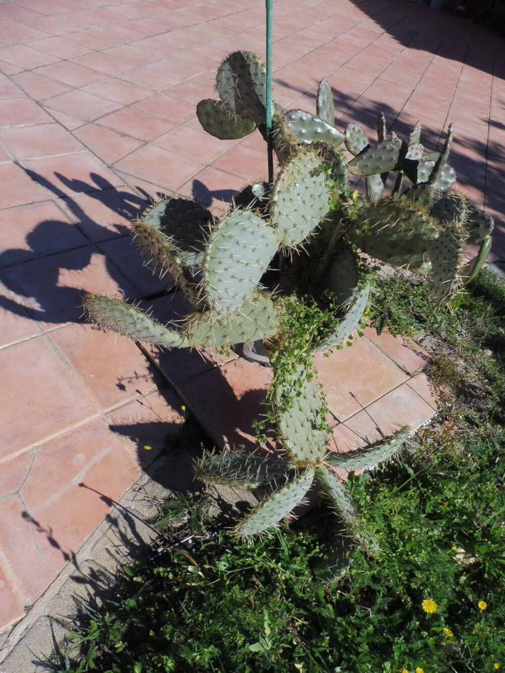  10 CACTUS au choix croissance rapide fleurs et fruits Jardin