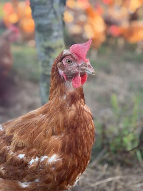 Poules pondeuses de réforme  2 67600 Ebersheim