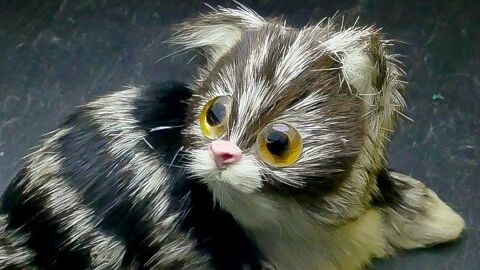 Petit chat en poli 8 Montargis (45)