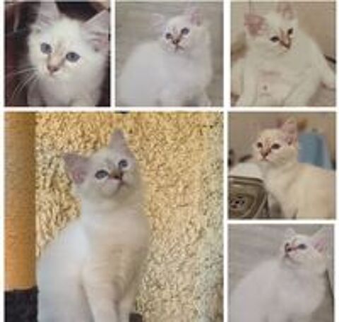   chaton secré de birmanie LOOF 