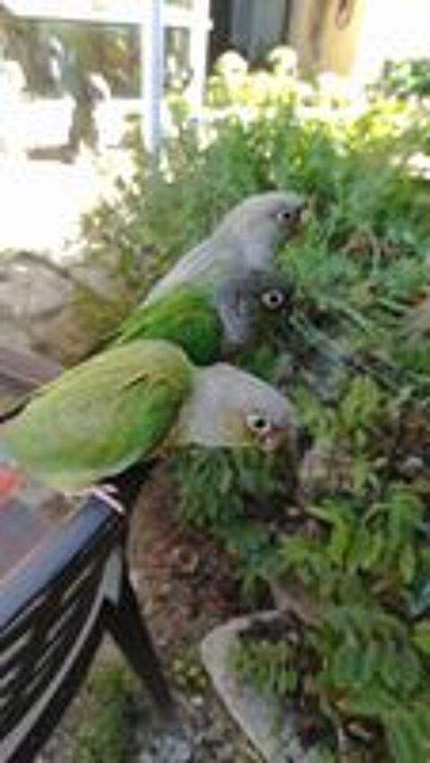   Conure de 2 mois sexé fille un disponible  man en 3 les pare 