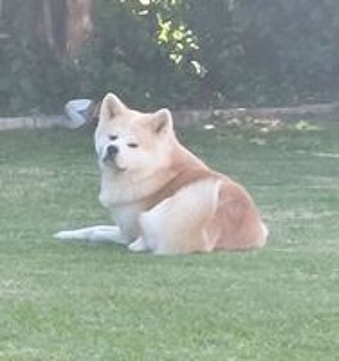   SAILLIE  Akita Inu LOF  