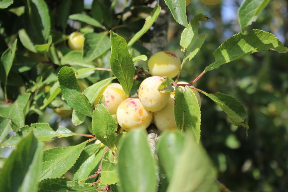Mirabelles non trait&eacute;es Jardin