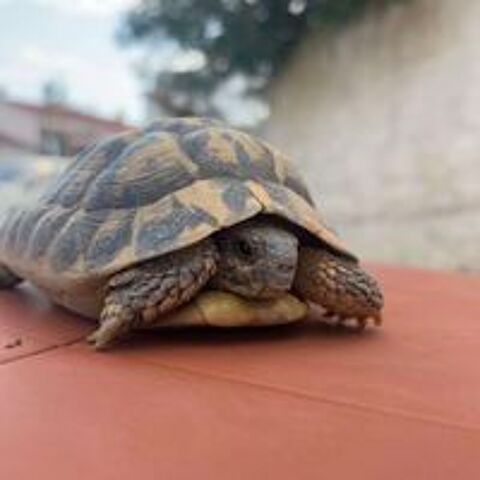   Tortue de 10/12/13 ans  